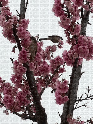 spring - Besplatni animirani GIF