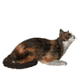 Kaz_Creations Cat Kitten - ilmainen png