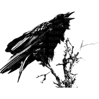 raven - Free PNG