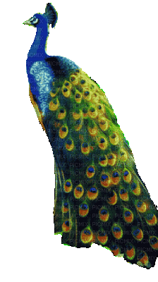 Peacock - Free animated GIF