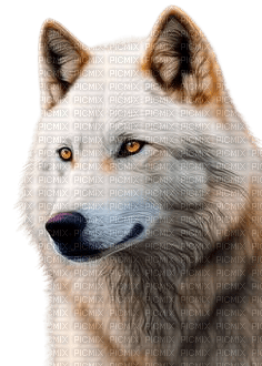 Loup blanc - darmowe png