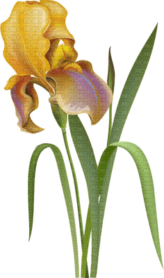 Kaz_Creations Deco Flowers  Flower Colours - png grátis