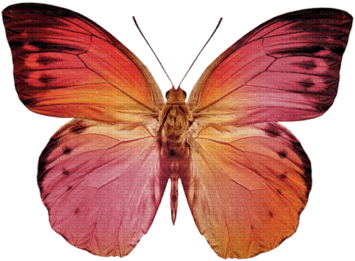 autumn deco kikkapink png pink butterfly - Free PNG