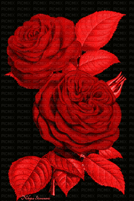 rosas - Free animated GIF