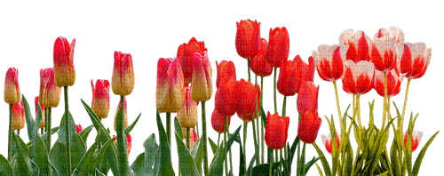 Y.A.M._Spring Flowers Decor - kostenlos png