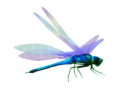 Dragon-Fly - Gratis geanimeerde GIF