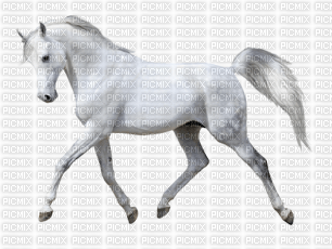 cheval sur blanc - png ฟรี
