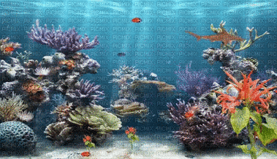 fish bp - GIF animado grátis