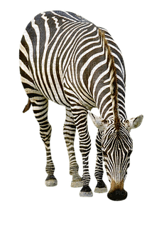 seepra, zebra - PNG gratuit