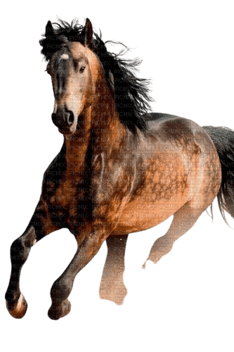 maj cheval - besplatni png