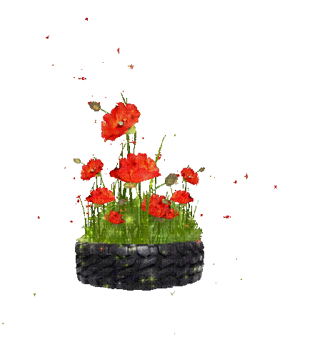 Poppies - GIF animé gratuit