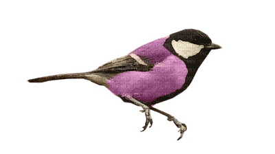 Bird Violet Black - Bogusia - gratis png