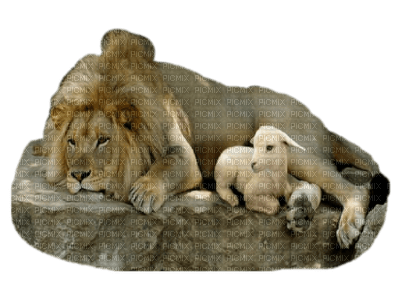 The Lion and the Lamb bp - zadarmo png