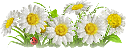 soave deco flowers border floor daisy white yellow - Free PNG
