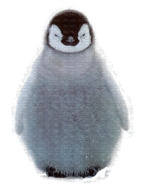 Penguin - Zdarma animovaný GIF