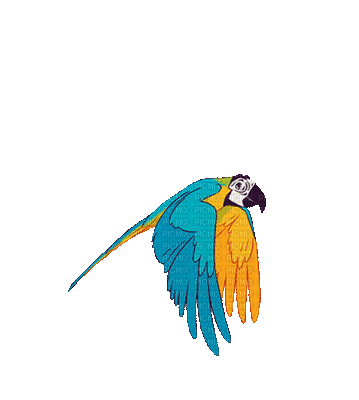 bird oiseaux vögel animal vogel birds oiseau summer ete sommer gif anime animated  animation tube parrot jungle perroquet papagei plage sea mer beach strand,  bird , oiseaux , vögel , animal ,
