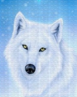 loup blanc - gratis png