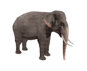 Kaz_Creations Elephant - безплатен png