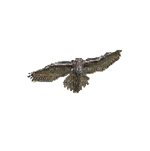 Ptak sowa - Darmowy animowany GIF