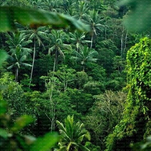 Тропический фон - PNG gratuit