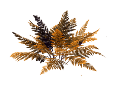 autumn katrin - δωρεάν png