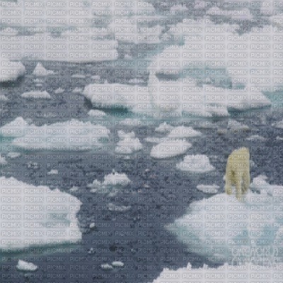 polar bear bp - bezmaksas png