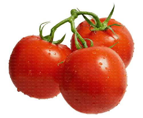 nbl-tomato - безплатен png