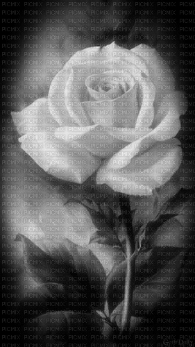 MMarcia gif rosa branca rose white fond - Besplatni animirani GIF