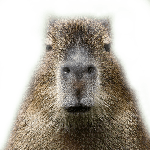 Capybara - darmowe png