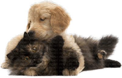 dog with cat bp - Darmowy animowany GIF