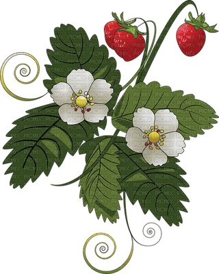 strawberry, mansikka, kukka, fleur, flower - png gratis