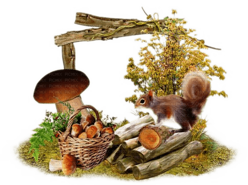 Herbst, Eichhörnchen, Pilze, Autumn - darmowe png