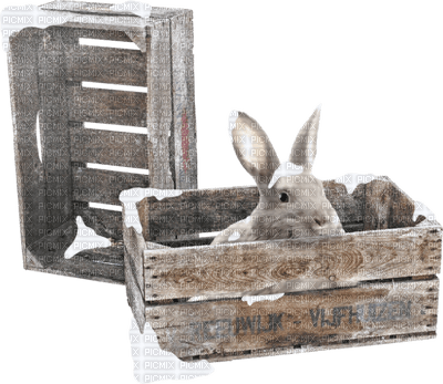 Kaz_Creations Animals Rabbit Hare - png gratuito