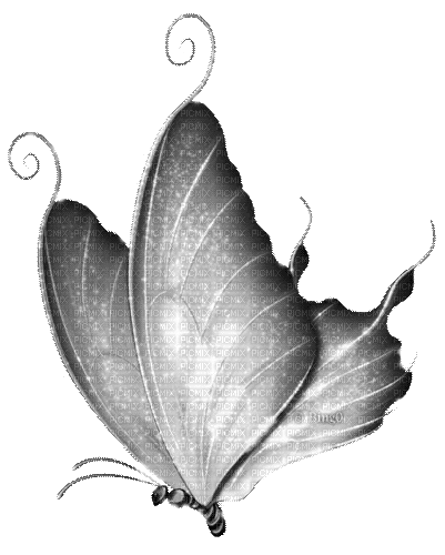 Y.A.M._Fantasy butterfly black-white - GIF เคลื่อนไหวฟรี