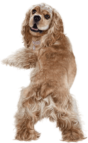 dog by nataliplus - zdarma png