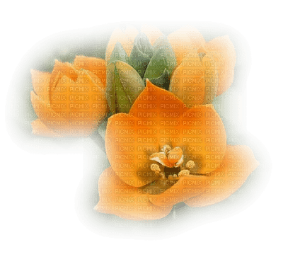 fleurs/flowers - ingyenes png