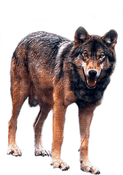 wolf katrin - безплатен png