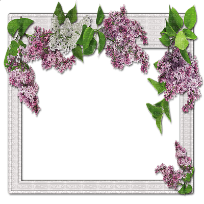 lilac frame spring cadre lilas printemps - bezmaksas png