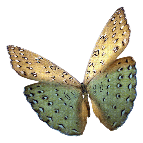 kikkapink butterfly vintage deco png - png gratis