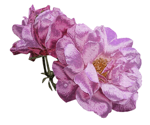 dolceluna purple flowers pink spring - 無料png