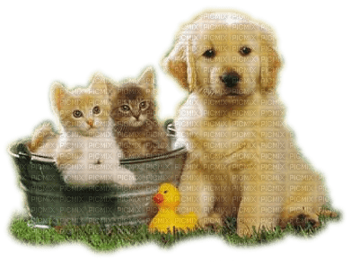 chien chat cat dog - darmowe png