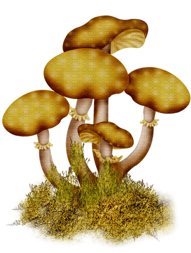 autumn deco mushroom kikkapink - PNG gratuit