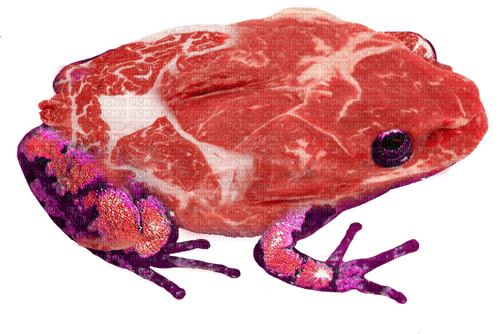 meat frog - png gratuito