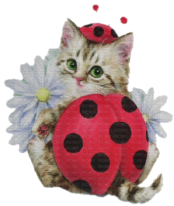 Kaz_Creations Ladybug-Ladybird-Costume-Cat - gratis png