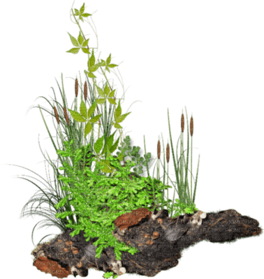 herbes - PNG gratuit