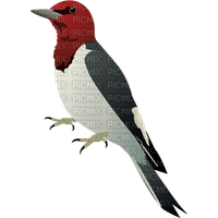 woodpecker - безплатен png