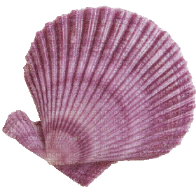 fond beach sea shellfish - GIF animé gratuit