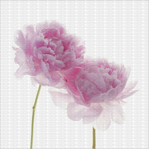 Background Peony - δωρεάν png