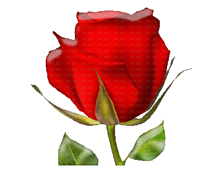 trandafir 19 - Free animated GIF