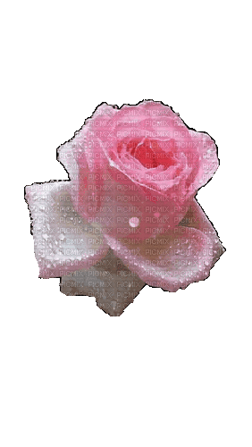 Цветок - Δωρεάν κινούμενο GIF